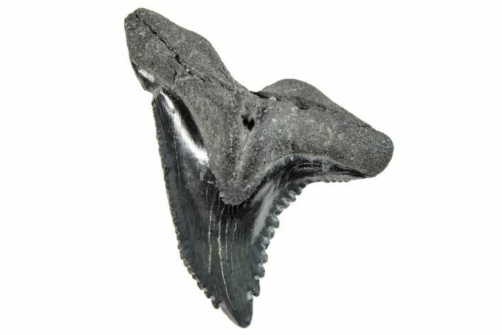 Snaggletooth Shark (Hemipristis) Tooth - South Carolina #270024